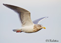 Larus glaucescens